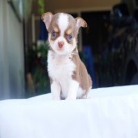 🐶 Chihuahuaเกรดสวยสายเลือดดีตัวเล็กแข็งแรงวัคซีนและถ่ายพยาธิแล้วมีบริการ...