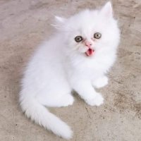 ขายลูกแมวเปอร์เซียแท้สีขาวเพศผู้​พระราม2​ เทียนทะเล20