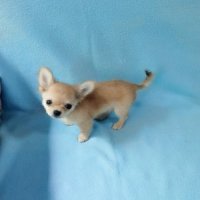 ชิวาวาขนยาว🐶เพศเมีย