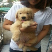จำหน่าย ลูกสุนัข พันธุ์ GOLDEN RETRIEVER (โกลเด้น)