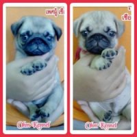 ลูกปั๊ก เพศผู้ 2 ตัว อายุ 52 วัน วัคซีนแล้ว อยู่โคราช มีจัดส่ง