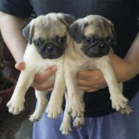 (ขายแล้ว)รอน้องผมอาทิตย์หน้านะคร๊าฟ  ลูกปั๊ก สองหนุ่มพี่น้อง  ริงล้น พันธ์แท้ เพ...