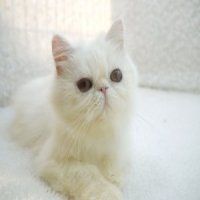 ขายลูกแมวเปอร์เซีย สีขาว เพศเเมีย 3 เดือนกว่า