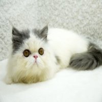 ขายลูกแมวเปอร์เซีย แวนขาวเทา เพศเมีย 4 เดือน