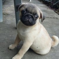 (ขายแล้ว) ลูกปั๊ก หนุ่มน้อย  เพ็ดดีกรึ้เต็มใบ วัดซีนครบ หาบ้านจ้า