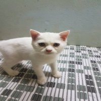 แมวสกอตติช เพศหญิง 2.5 เดือน