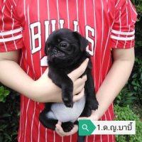 ลูกปั๊กดำเพศเมีย​ น้องบ้าบี้​ อยากย้ายบ้าน​จ้า​ เพ็ดเต็ม​ วัดซีนแล้ว​