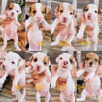++++ ขายแจ็ครัสเซล แท้ พร้อมย้ายบ้าน +++++   โทร 0901152280