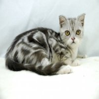 ขายลูกแมวช๊อตแฮร์ สีซิลเวอร์แท็บบี้ เพศผู้ 3 เดือนกว่า วัคซีนแล้ว
