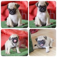 น้องปั๊กเพศเมีย น่สรักมาก สุขภาพแข็งแรง รับประกันสุขภาพ มีบริการส่ง