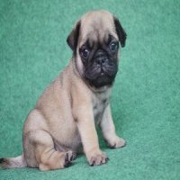 น้องก้อนเงิน🐶ลูกปั้กเพศผู้สีฟร้อนท์ฟอร์มสวยสุขภาพดีมีบริการส่งทั่วไทย