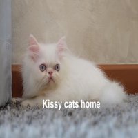 ลูกแมว Exotic lh ขนยาว สีขาว ตาสีฟ้า เพศหญิง (หน้าบี้)