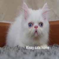 ลูกแมว Exotic lh ขนยาว สีขาว ตาสีฟ้า เพศชาย (หน้าบี้)