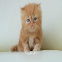 ลูกแมวเปอร์เซีย สีส้ม เพศชาย