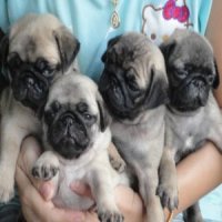 ขายลูกปั๊กชุดใหม่ อ้วนสั้น หน้าสวย หลานแชมป์