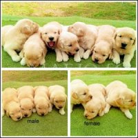 * ขอปิดการขายคับ* เกรดคุณภาพ