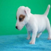 ลูกแจ็ค รัสเซล เทอเรีย (jack russell terrier) เพศเมีย น้องออดี้ update 2016-11-8