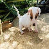 ลูกแจ็ค รัสเซล เทอเรีย (jack russell terrier) เพศเมีย น้องออดี้ update 2016-11-1...