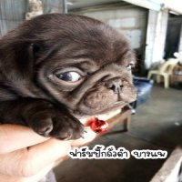 เปิดจองน้องปั๊กดำ🐶🤟 เพศชาย  พร้อมย้ายบ้าน 14 - 19 ธันวาคมนี้