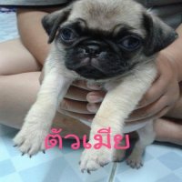 ปั๊ก ตัวเมีย(เชียงใหม่) เหลือตัวสุดท้ายแล้วนะค่ะ