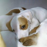 ping501:ขายลูกสุนัขแจ็ครัสเซล ขนสั้นแท้ เพศผู้ สุขภาพดี สมบูรณ์ แข็งแรง (ปิดการข...