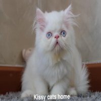 ลูกแมว Exotic lh ขนยาว สีขาว ตาสีฟ้า เพศชาย หน้าบี้