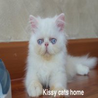 ลูกแมว Exotic lh ขนยาว หน้าบี้ สีขาว ตาสีฟ้า เพศชาย
