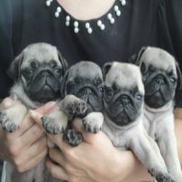 ขายลูกปั๊กชุดใหม่ อ้วนสั้น สายเลือดแชมป์