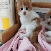 เปิดจอง ลูกแมวเมนคูนเพศผู้ขาวส้ม ตอนนี้อายุ1เดือน ราคาเอื้อมถึงได้