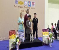 โจ๊กเกอร์ พ่อพันธุ์ปั๊กไทยแชมป์เปิดรับผสมครับ