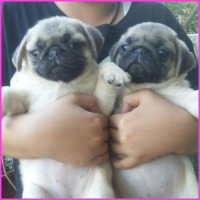 ลูกปั๊ก 2 สาวน้อยอ้วนล่ำ ริงล้น พันธ์แท้ เพ็ดเต็ม วัดซีนครบ