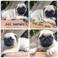 ปั๊ก ผู้เมีย วัคซีนแล้วครับ