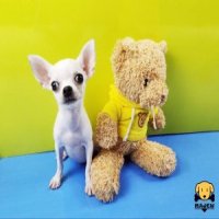 🧸น้องมะกอก ชิวาวาเพศเมีย