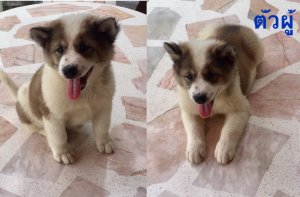 ขายลูกสุนัขบางแก้วแท้ พ่อแม่มีใบเพดดีกรี ชลบุรี