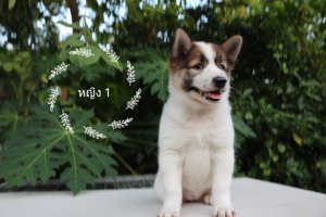ลูกบางแก้วแท้ 1000%