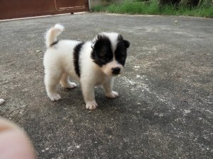 ปิดการขายน้องหมาบางแก้ว เพศผู้2 ขอบคุณเว็ปด้วยครับ