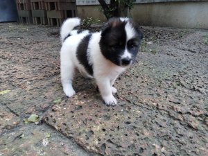 ปิดการขายน้องหมาบางแก้ว เพศเมีย1 ขอบคุณเว็ปด้วยครับ