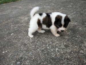 ปิดการขายน้องหมาบางแก้ว เพศเมีย3 ขอบคุณเว็ปด้วยครับ