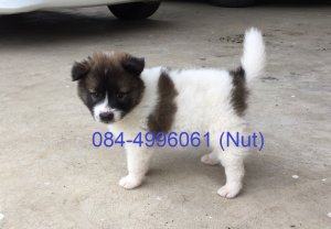 ปิดการขายจ้า ลูกสุนัขบางแก้วแท้ เพศ เมีย เหลือ 1 ตัว ราคา 3,000 บาท สระบุรี