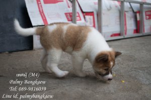 *จองแล้ว ลูกสุนัขบางแก้วสายเลือดไทยแลนด์แชมป์ ฮอลลี่,โตโน่ (M4) โครงสร้างดี Line...