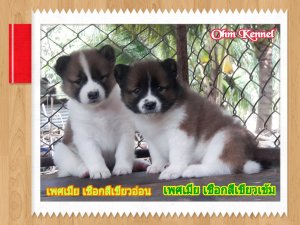 ลูกบางแก้วแท้ เพศเมีย 2 ตัว วัคซีนแล้ว อยู่โคราช (( ย้ายบ้านแล้วค่ะ ))