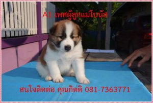 ขายลูกสุนัขบางแก้ว