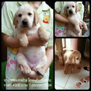 Saleโกลเด้นเพศเมียตัวสุดท้ายน่ารักแข็งแรงราคาต่อรองได้ขายได้ขายเลย