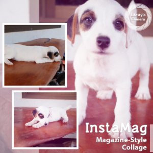 Jack russell in love for sale