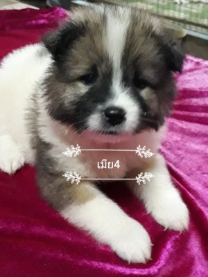 ขายลูกสุนัขบางแก้วแท้เพศเมีย อายุ 52 วัน ( 3 คอก )