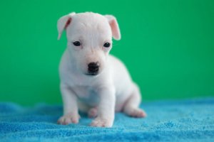ลูกแจ็ค รัสเซล เทอเรีย (jack russell terrier) เพศเมีย น้องบีเอ็ม update 2016-11-...