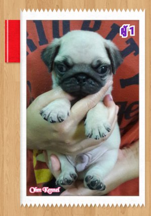 ลูกปั๊ก เพศผู้ 3 ตัว อยู่โคราช มีจัดส่ง