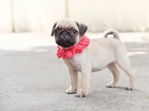 น้องสาลี่ ปั๊กแท้เพศเมีย ว่างตัวสุดท้ายแล้ว รับประกันสุขภาพ มีบริการจัดส่ง