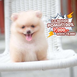 ปอมเมอเรเนียนแท้ สีขาวครีม พร้อมย้ายบ้าน ฟรีวัคซีน