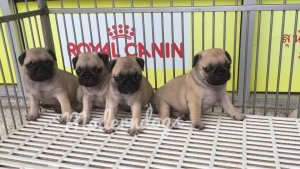 ขายลูกสุนัข ปั๊ก PUG 